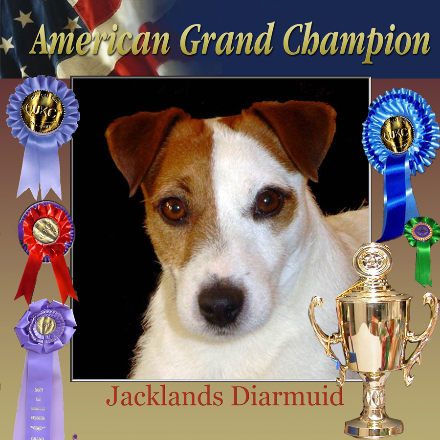 South coast jack 2024 russell terrier club